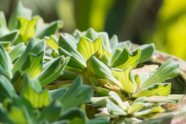 Lenticchia d&#39;acqua o waterplant comuni in piccola pentola