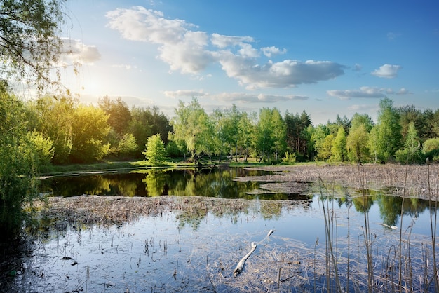 Lenticchia d'acqua su un fiume all'alba