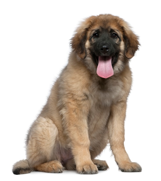 Leonberger, 4 mesi. Ritratto di cane isolato