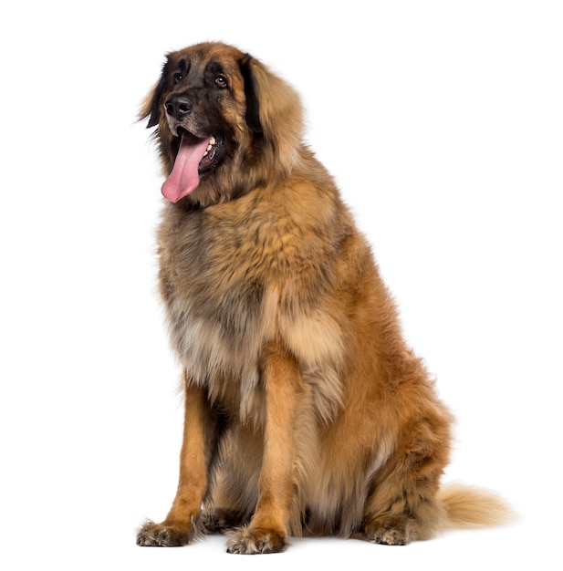 Leonberger seduto e ansimante