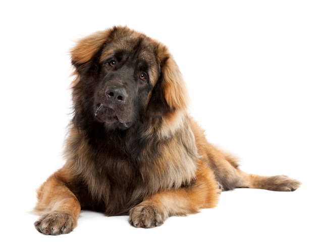 Leonberger