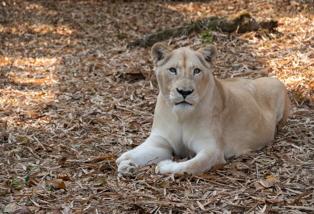 Leone africano femmina