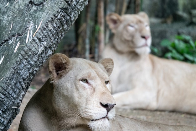 Leone africano femminile rilassato nello zoo