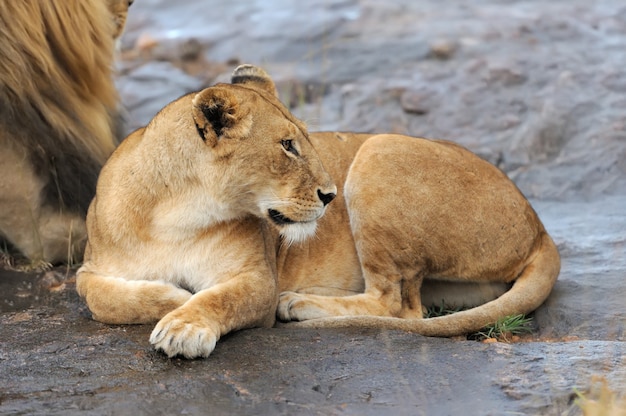 Leone africano nel parco nazionale del Sud Africa