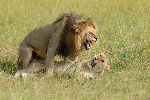 Leone africano nel parco Sud Africa