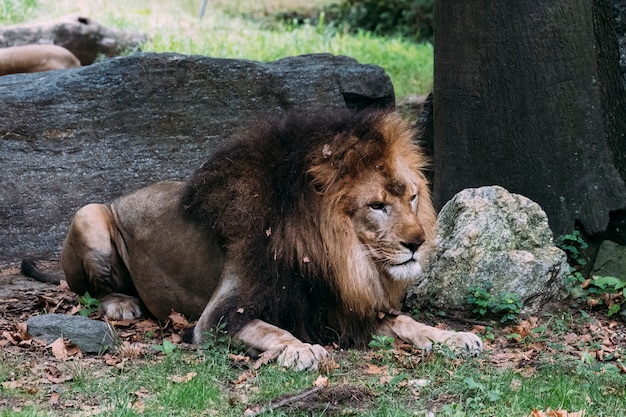 Leone allo zoo del Bronx. New York