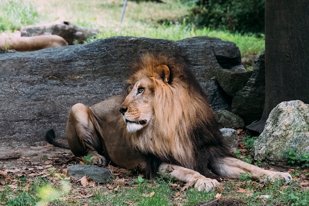 Leone allo zoo del Bronx. New York