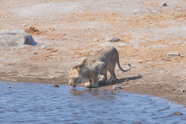 Leone che beve allo stagno. Fauna selvatica nel parco nazionale di Etosha, destinazione di viaggio in Namibia, Africa.