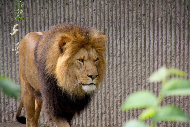 Leone che cammina contro il muro nello zoo