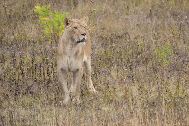 Leone che corre in pianura