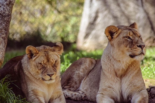 Leone con il cucciolo sdraiato sul campo