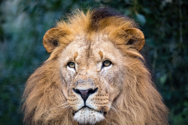 Leone del sud-ovest africano o leone del Katanga