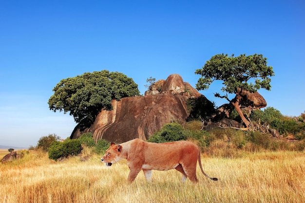 Leone femmina nella savana africana al cielo blu Africa Tanzania Parco nazionale del Serengeti Vita selvaggia dell'Africa