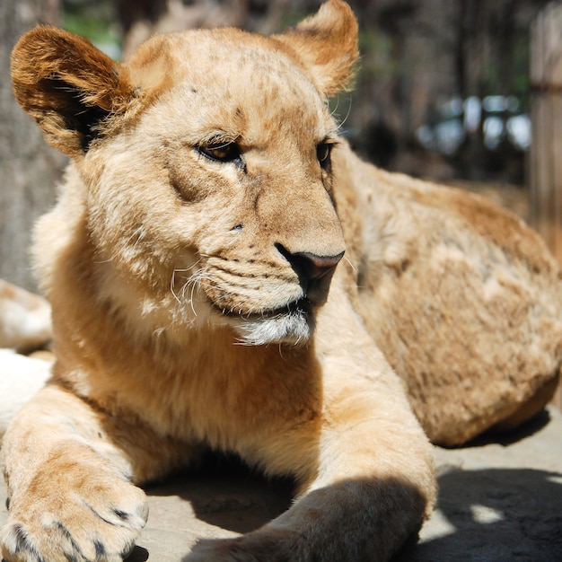 Leone femminile che stabilisce nello zoo