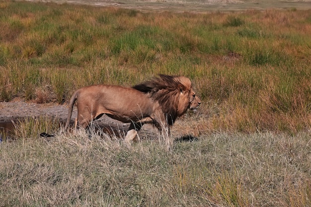 Leone in safari in Kenia e Tanzania, Africa