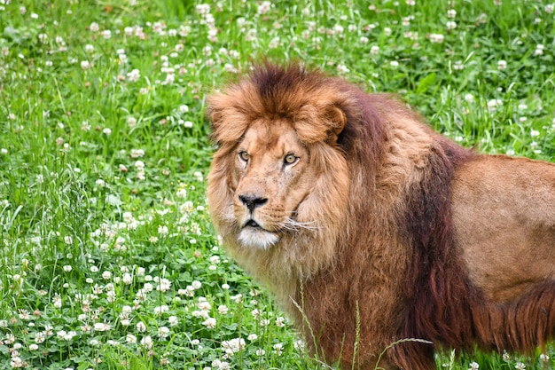 leone in un ambiente naturale