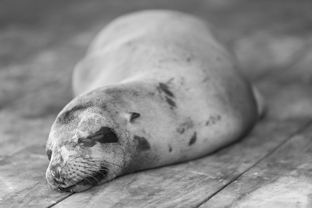 Leone marino addormentato nelle Galapagos