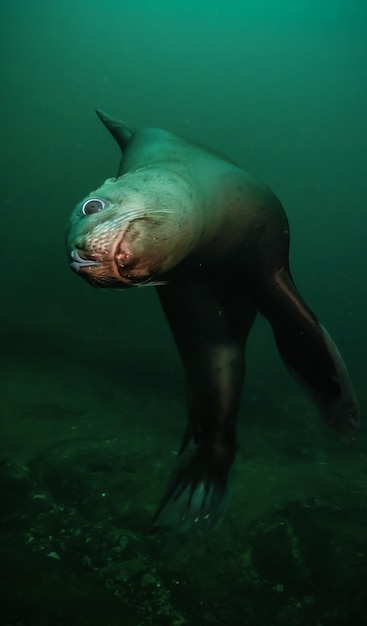 Leone marino che nuota sott'acqua nell'Oceano Pacifico sulla costa occidentale