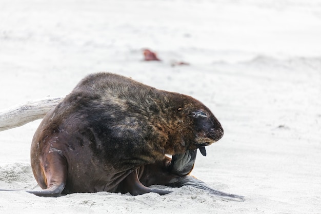 Leone marino della Nuova Zelanda (Phocarctos hookeri) che ha un graffio sulla spiaggia