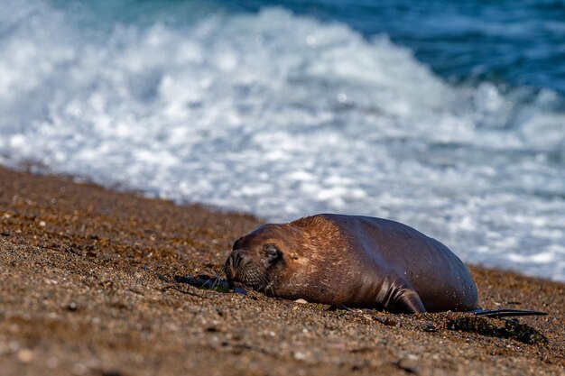 Leone marino maschio che si rilassa sulla spiaggia