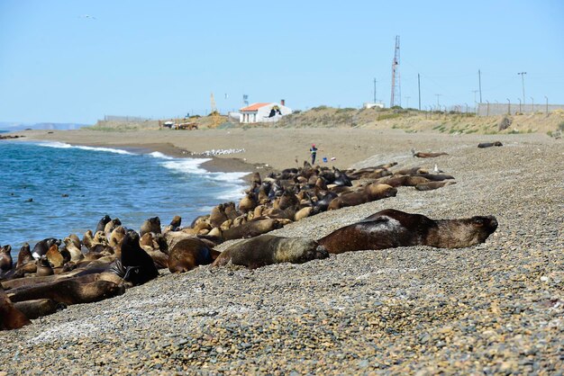 Leone marino maschio nella colonia costiera Patagonia Argentina