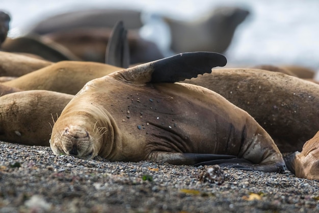 Leone marino meridionale Otaria flavescens Penisola Valdez ChubutPatagonia Argentina