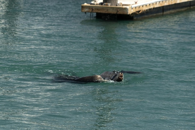 Leone marino nel porto di cabo san lucas baja california sur messico