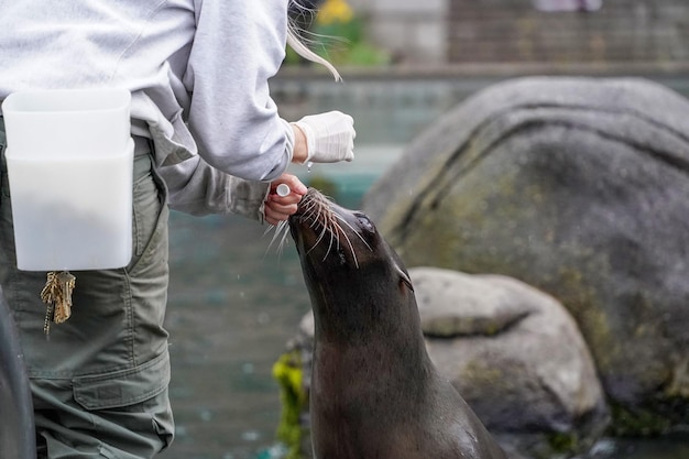 Leone marino nello zoo di Central Park a New York City