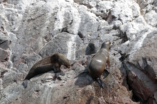 leone marino (Otaria Flavescens)