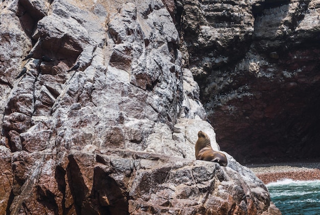 Leone marino sudamericano alla riserva nazionale di Paracas