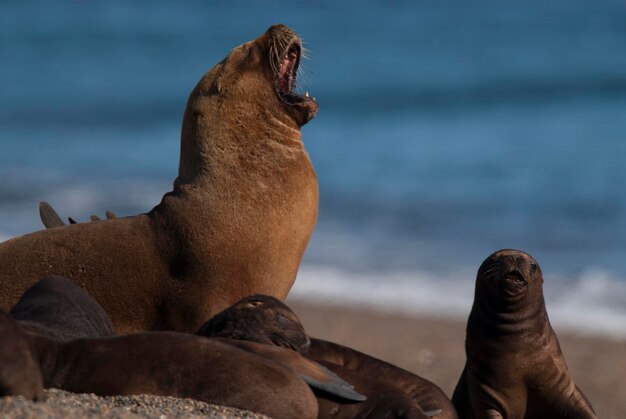 Leone marino sudamericano , Penisola Valdes, Provincia di Chubut, Patagonia , Argentina.