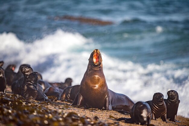 Leone marino sulla spiaggia in Patagonia mentre ruggisce