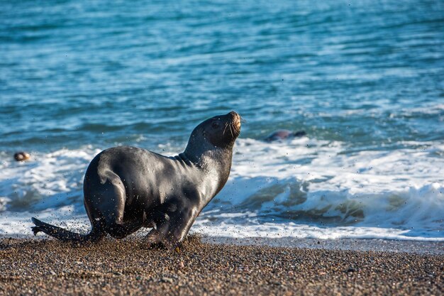 Leone marino sulla spiaggia in Patagonia