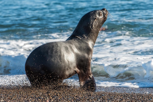 Leone marino sulla spiaggia in Patagonia