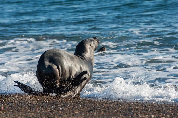 Leone marino sulla spiaggia in Patagonia