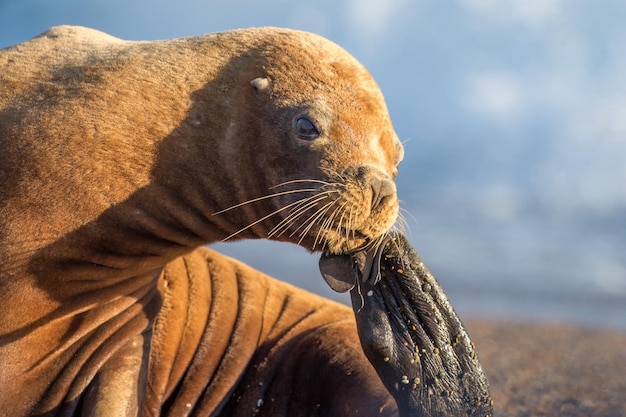 Leone marino sulla spiaggia in Patagonia