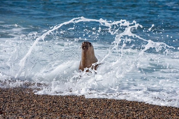 Leone marino sulla spiaggia