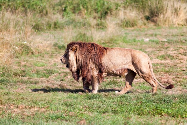 Leone maschio che cammina nella prateria