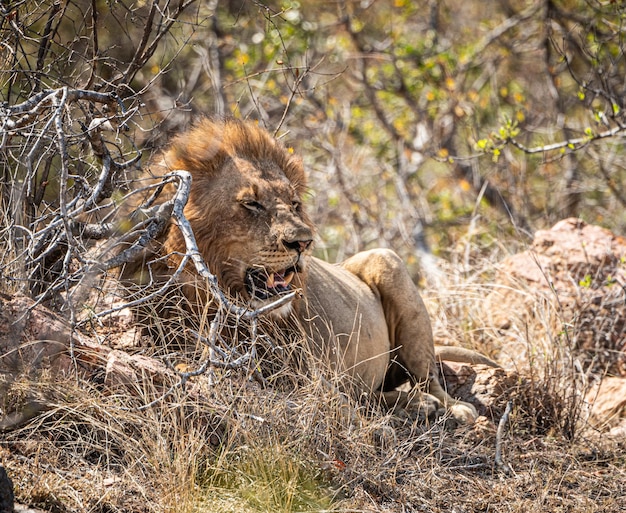 Leone maschio Panthera Leo che si rilassa all'ombra al Kruger National Park