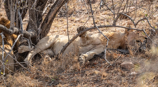 Leone maschio Panthera Leo che si rilassa all'ombra al Kruger National Park