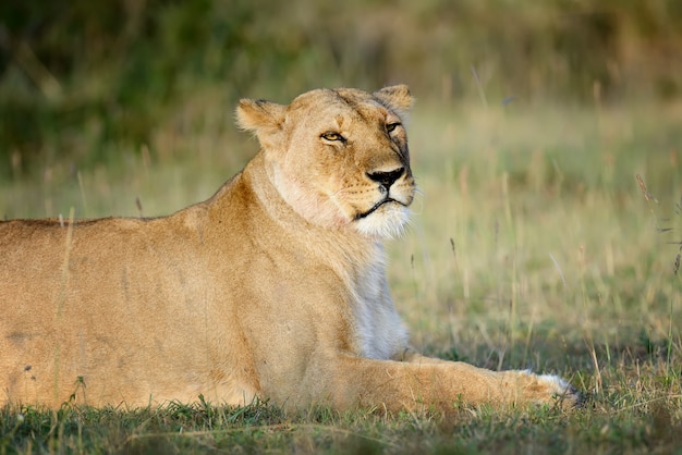 leone nel parco nazionale del Kenya, Africa