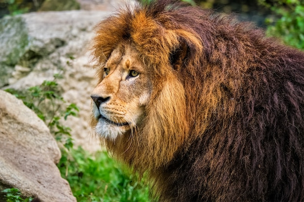 Leone nella foresta della giungla in natura