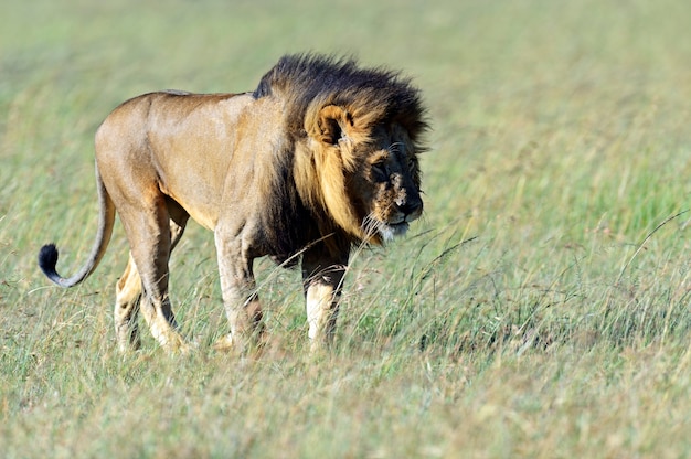 Leone nella savana africana Masai Mara