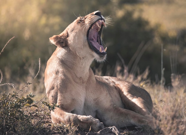 Leone Panthera Leo