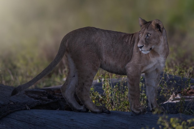 Leone Panthera Leo