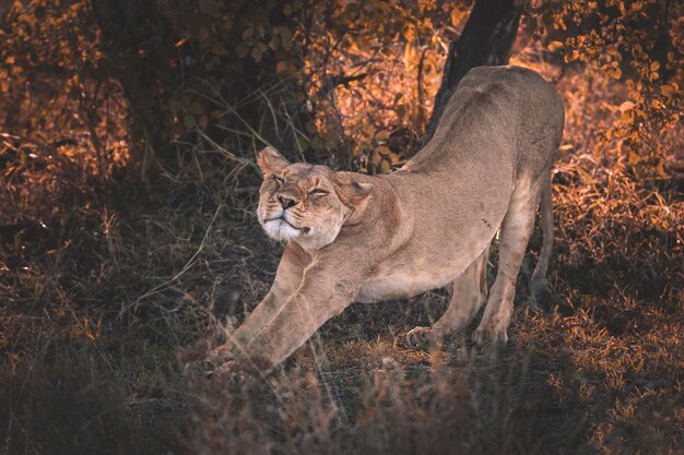 Leone Panthera Leo