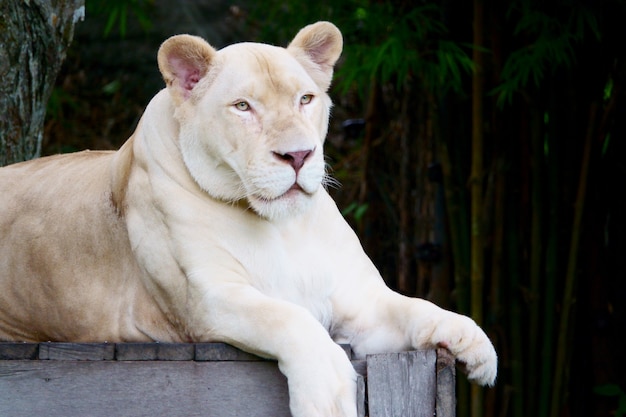 Leonessa bianca allo zoo aperto di Khao Kheow, Pattaya Tailandia