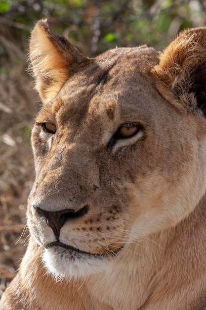 Leonessa Botswana Africa