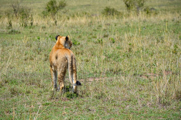 Leonessa che si prepara per una caccia in un safari nella savana Kenya Africa