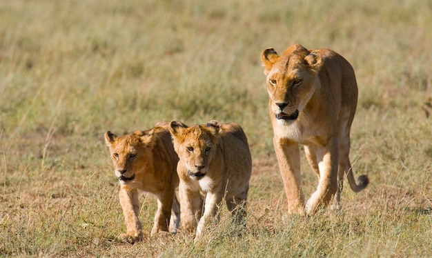 Leonessa con cuccioli nella savana